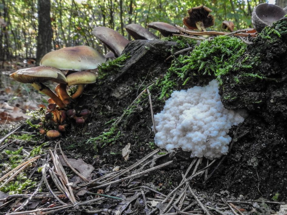 Schimmel of Paddestoel?